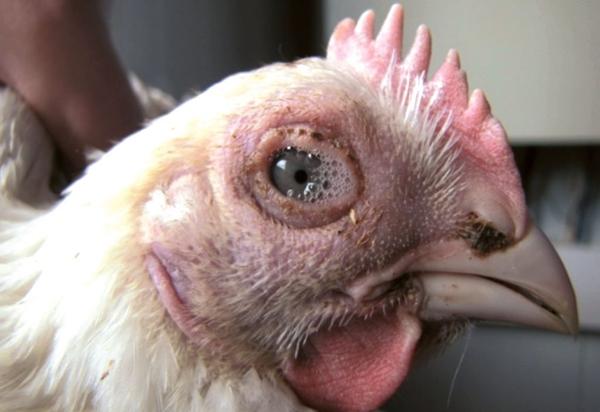 Newcastle disease in chicken