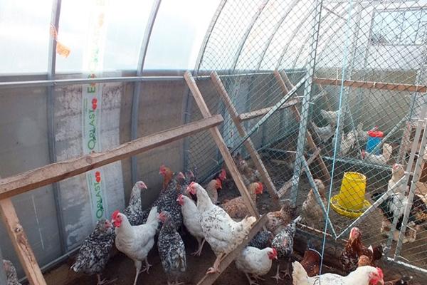 Installation av polykarbonat för kycklingsko