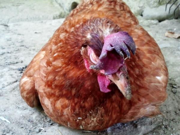 Avitaminose bei Hühnern