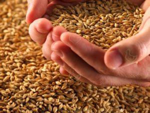 How to germinate grain for chickens correctly and the best mixture composition
