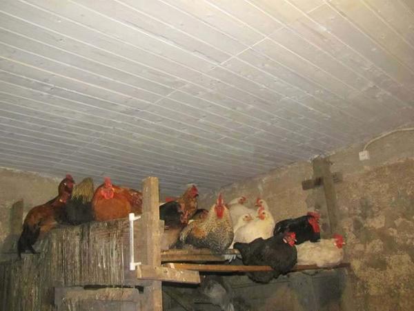 Aislamiento del techo en el gallinero.
