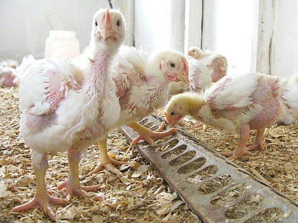 Salmonellosis in broilers