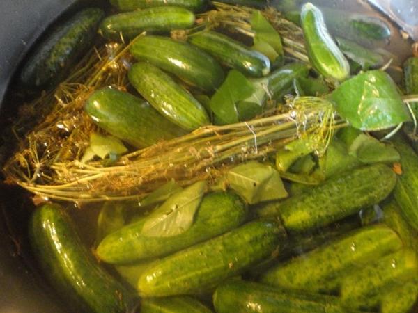 Spicy lightly salted cucumbers
