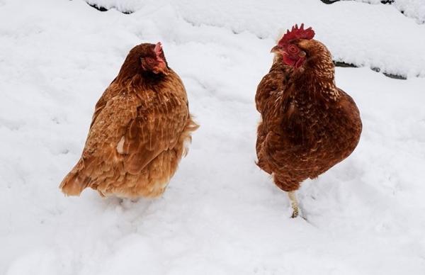 Erfrierungen bei Hühnern