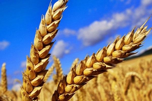 jarná pšenica