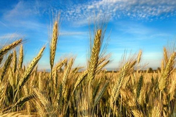 pšenica spieva