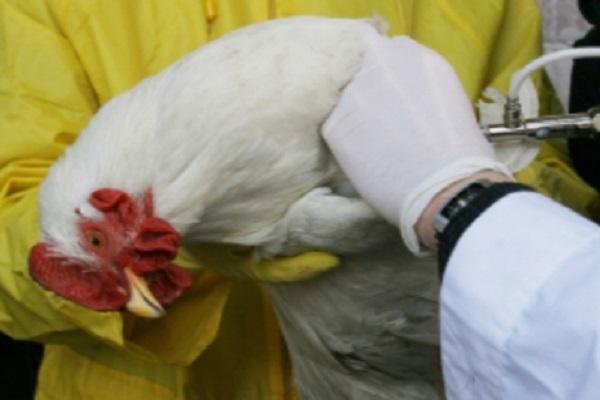 vaccinazione dei polli da carne
