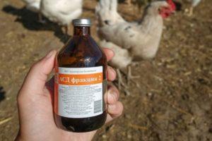 ASD-2 tavuklar için ilacın kullanım talimatları ve dozaj