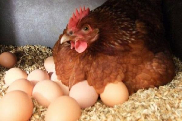 gallina ovaiola con le uova