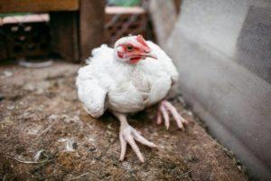Csirkék lábbetegségeinek okai és tünetei, kezelési módszerek
