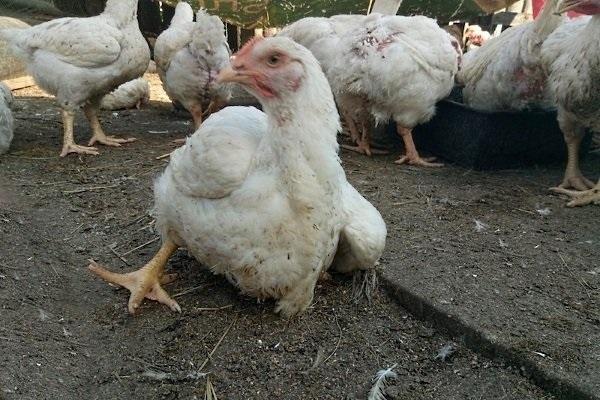 kyckling halthet