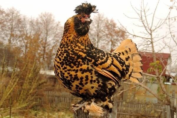 Pawlowsker Hühner