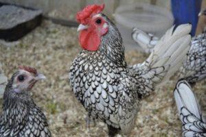 Descripción y características de las 22 mejores razas de pollos decorativos.