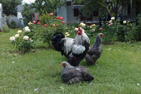 cockerel with hens