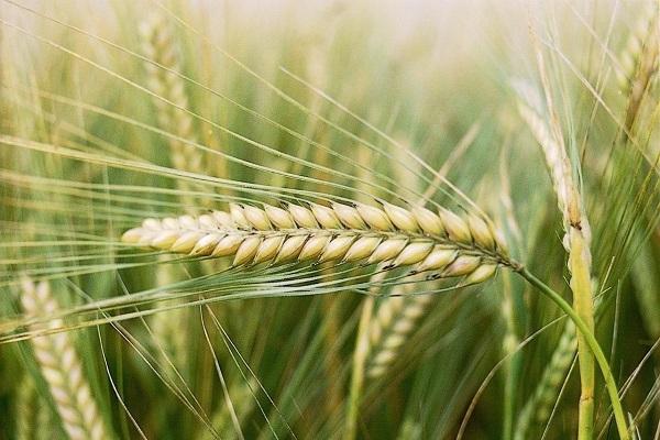 пшеница пева