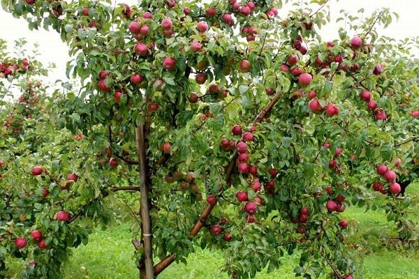 Apfelbäume am Baum