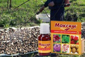Instructions for the use of fungicide Maxim and how it works