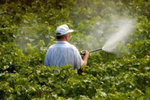 تعليمات استخدام مبيدات فطريات العنب وافضل المستحضرات