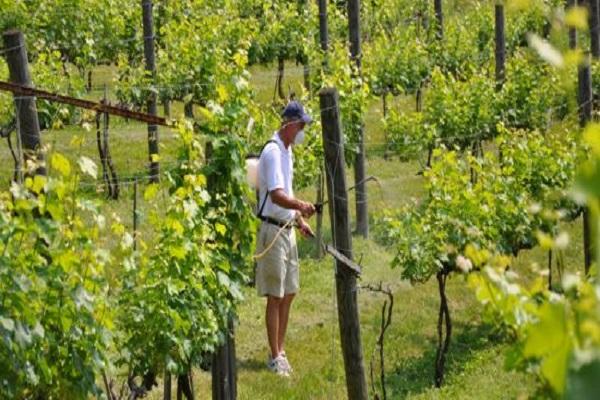 polja vinograda