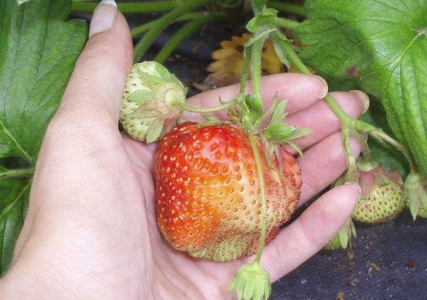 große Erdbeeren