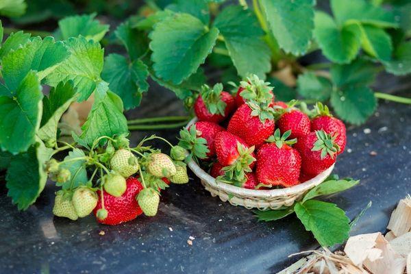 Erdbeeren und Erdbeeren