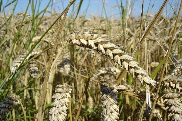 wheat grows