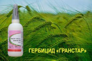Upute za uporabu herbicida Granstar i stopa potrošnje