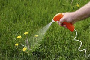 Instructions for the use of herbicide Excellent against weeds in the beds