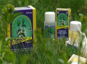 Instructies voor het gebruik van het herbicide Glyphos tegen onkruid