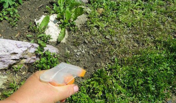 Hướng dẫn sử dụng thuốc diệt cỏ Glyphos chống cỏ dại