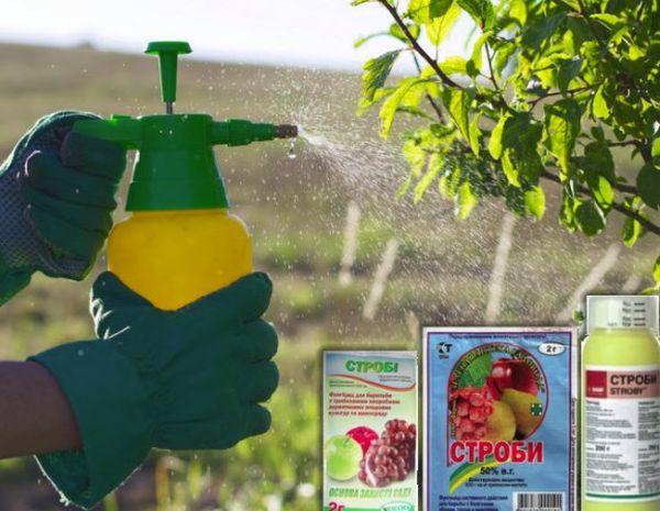 pag-spray ng fungicides