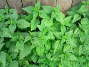 How to permanently get rid of nettles on the site, control rules and the best means