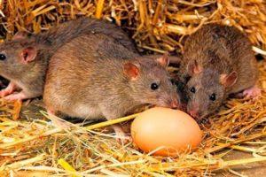 How and what to deal with rats in a chicken coop, the best means and methods of struggle