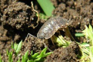 The best methods of dealing with how to permanently get rid of woodlice in the area