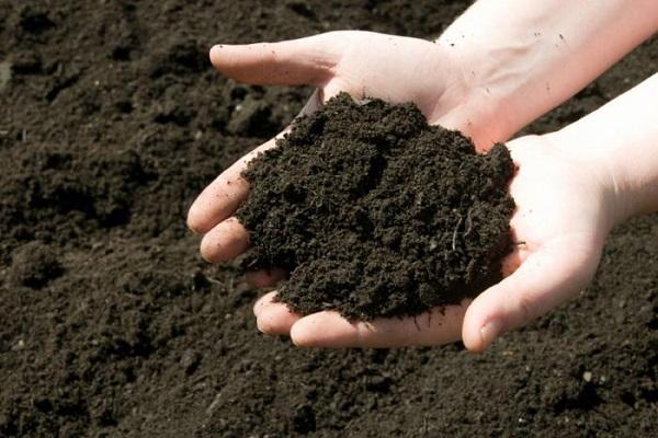 pure black soil