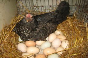 3 beste Methoden, um festzustellen, ob ein Huhn hetzt oder nicht