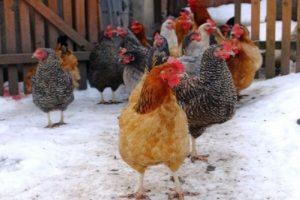 What determines the egg production of chickens at home in winter and how to increase it