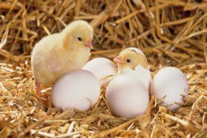 Hogyan termeszthetünk egy csirkét tojásból otthon, amikor jobb a keltetés és az ápolási szabályok