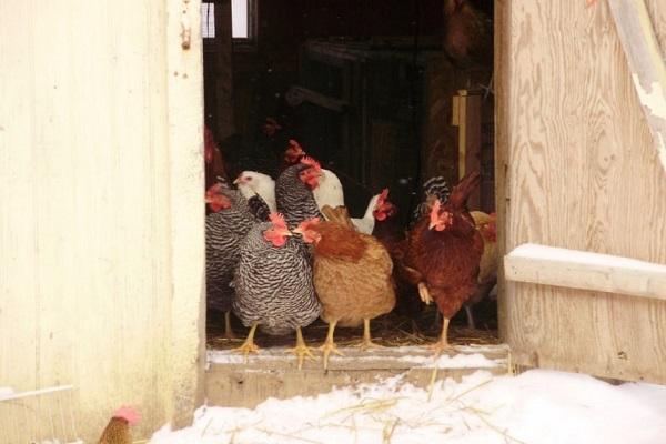 pollos en la puerta