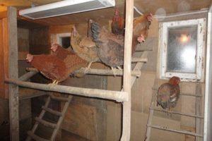 What should be the temperature in the hen house in winter, optimal performance and heating rules