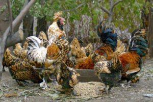 Opisy 22 najlepszych ras kurczaków karłowatych oraz zasady opieki domowej