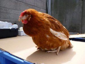 Triệu chứng và nguyên nhân của bệnh viêm tắc vòi trứng ở gà, phương pháp điều trị bệnh