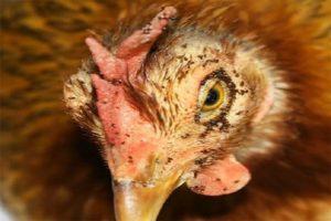Oorzaken en symptomen van het verschijnen van kippenluizen, hoe te verwijderen en wat te doen voor preventie