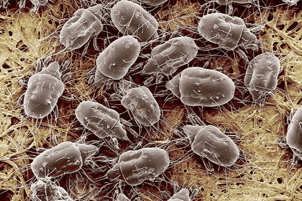 microscopic mites