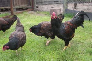 Beskrivelse og karakteristika for korniske kyllinger, regler for pleje og vedligeholdelse