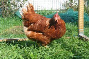 Mô tả, đặc điểm và điều kiện nuôi nhốt gà giống Redbro