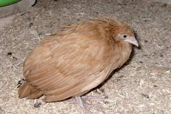 salmonellosis in poultry