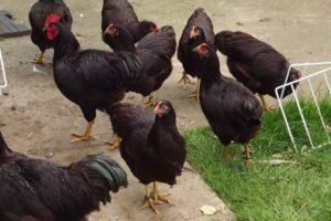 Description and characteristics of Rhode Island chickens, breeding features