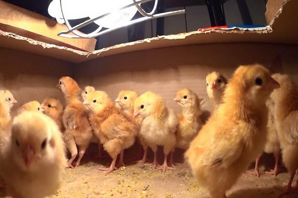 Pollos en una caja