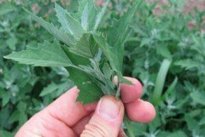 Propietats útils i contraindicacions de l’herba quinoa, receptes de medicina tradicional